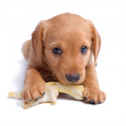 eight-week-old-russian-spaniel-puppy-gnaws-chicken-feet-toy-scaled.jpg